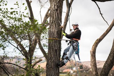 Tree Trimming Insurance in Wallace, ID by Rossi Insurance - Wallace, ID